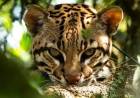 Tres hembras de ocelote llegaron desde Brasil a Corrientes