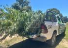 ALLANAMIENTO EN TATACUÁ: HALLAN PLANTAS DE MARIHUANA Y DEMORAN A UN HOMBRE