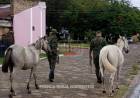 LEVANTARON CABALLOS SUELTOS EN PLENO CENTRO DE CAÁ CATÍ