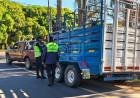CORRIENTES | SECUESTRAN CAMIONETA CON CABALLOS SIN DOCUMENTACIÓN