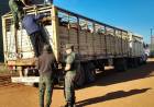 DESIDERIO SOSA | SECUESTRAN 33 CABALLOS EN UN CONTROL RURAL