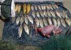 GOYA | CAYERON CON DORADOS, UN GUAZUNCHO Y UN RIFLE
