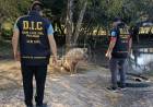 SAN LUIS DEL PALMAR | RECUPERAN 19 CERDOS ROBADOS Y LOS DEVUELVEN A SU DUEÑO