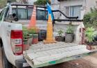 EMPEDRADO | ALLANARON UNA CASA Y SECUESTRARON 12 PLANTINES DE MARIHUANA