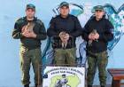 SAN ROQUE | RESCATARON TRES CARPINCHOS JÓVENES QUE OFRECÍAN A LA VENTA