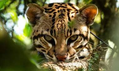 Tres hembras de ocelote llegaron desde Brasil a Corrientes