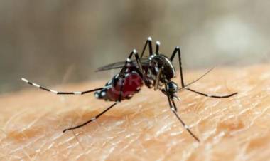 El eje central contra el Dengue es la eliminación de criaderos de mosquitos