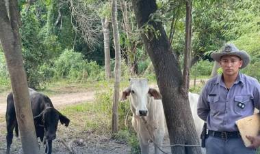 ISLA DEL CERRITO: RECUPERAN GANADO ROBADO TRAS RÁPIDO OPERATIVO RURAL