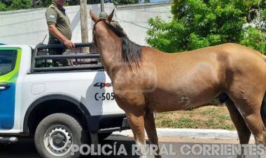 CABALLO DESBOCADO CORRIÓ POR LAS CALLES Y GENERÓ TENSIÓN EN ITUZAINGÓ