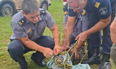 SORPRESA EN LAVALLE: RESCATAN UN YACARÉ DENTRO DE UNA CASA
