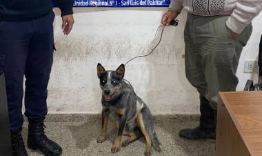 RECUPERAN UN PERRO EXTRAVIADO Y DEMORAN A UN JOVEN EN ITATÍ