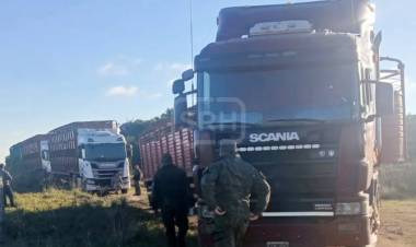 SANTO TOMÉ | DENUNCIÓ EL ROBO DE 150 VACAS… ¡Y TERMINÓ DETENIDA POR ABIGEATO!
