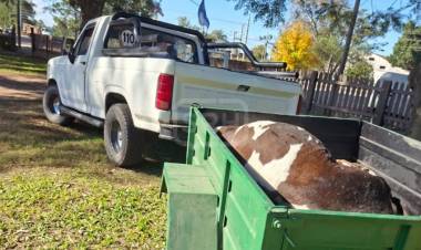 BELLA VISTA | LOS PARARON CON UNA VACA EN UN TRAILERCITO