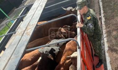 EMPEDRADO | TRANSPORTABA HACIENDA SIN LOS PAPELES Y LE COSTARÁ CARO