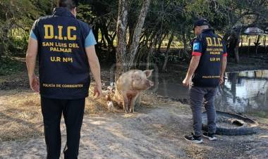 SAN LUIS DEL PALMAR | RECUPERAN 19 CERDOS ROBADOS Y LOS DEVUELVEN A SU DUEÑO