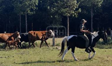 SAN ROQUE | SECUESTRAN GANADO SUELTO EN LA RUTA Y MULTAN A SU PROPIETARIO