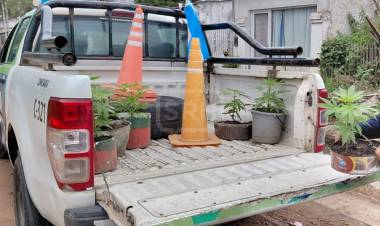 EMPEDRADO | ALLANARON UNA CASA Y SECUESTRARON 12 PLANTINES DE MARIHUANA