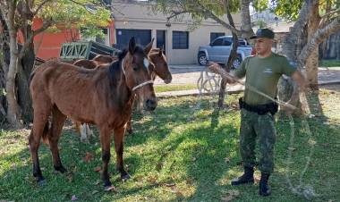 SAN ROQUE | SECUESTRARON CUATRO CABALLOS SUELTOS EN PLENA ZONA URBANA