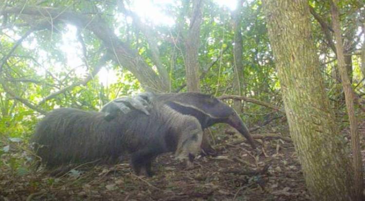 Iberá: hay osos hormigueros mellizos por primera vez en Argentina
