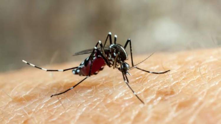 Brasil confirmó dos muertos por el virus Oropouche: ¿cómo se transmite?