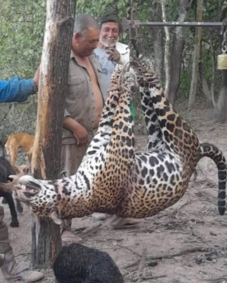 EN FORMOSA: Cazadores furtivos mataron un yaguareté para quitarle el cuero