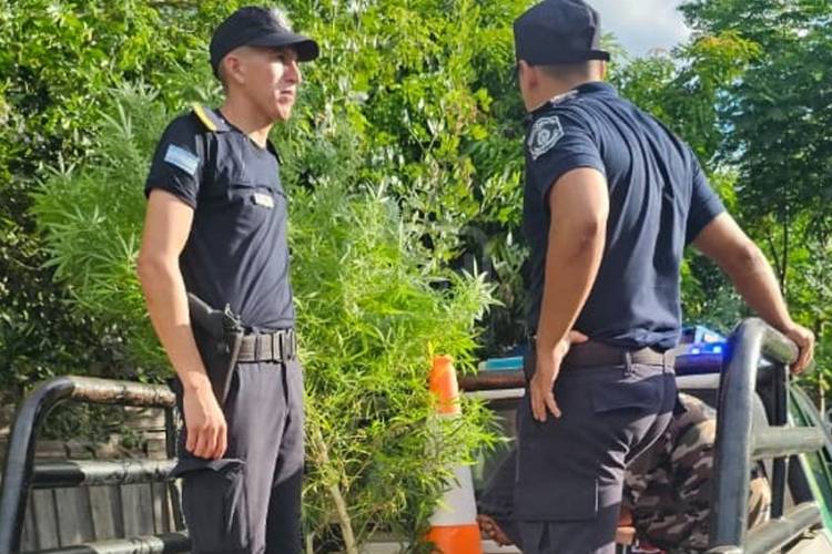 GOLPE ANTIDROGA EN TABAY: SECUESTRAN CANNABIS EN UN ALLANAMIENTO