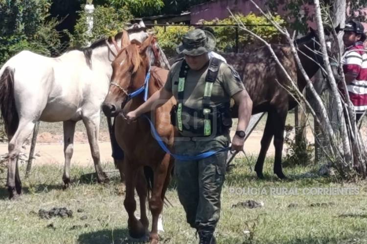 ITUZAINGO | CABALLOS SUELTOS DESATARON UN OPERATIVO SOBRE RUTA 12
