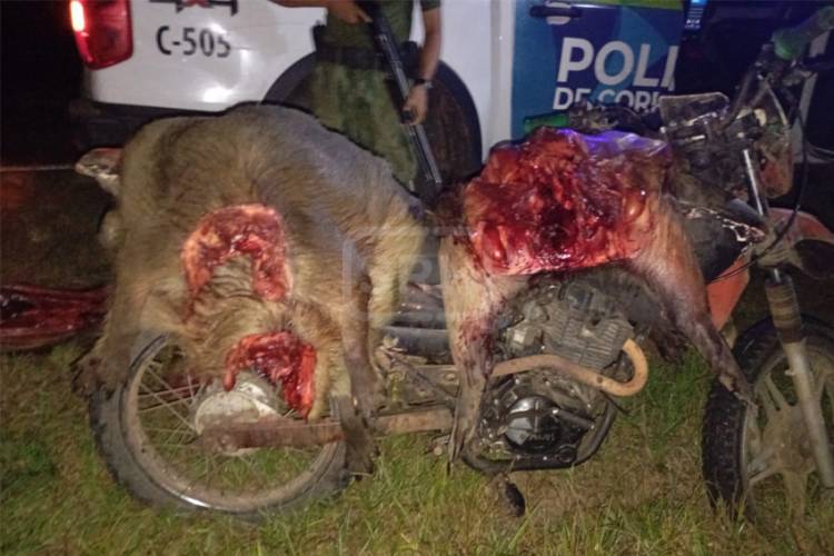 CAZADORES FURTIVOS FUERON DEMORADOS CON CINCO CARPINCHOS FAENADOS