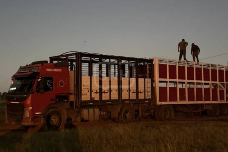 GOYA | SECUESTRAN 82 VACUNOS POR IRREGULARIDADES EN GUÍAS DE TRASLADO