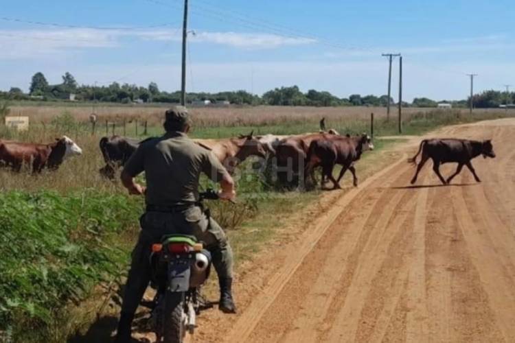 CONCEPCION | SECUESTRAN 12 VACAS QUE CAMINABAN SUELTAS POR LA RUTA