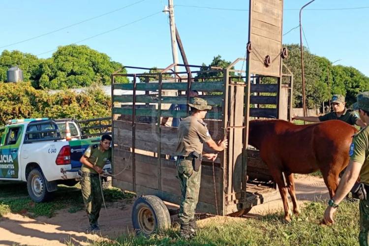 SALADAS | ALLANAMIENTOS Y PRESIÓN POLICIAL: APARECIÓ LA YEGUA ROBADA