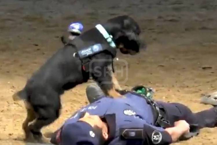 UN PERRO POLICÍA HIZO RCP Y VOLVIÓ A EMOCIONAR AL MUNDO