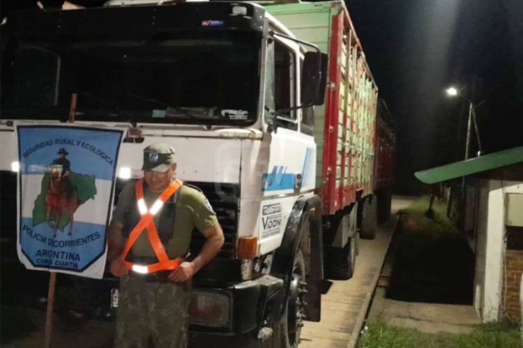 CURUZÚ CUATIÁ | SECUESTRAN MÁS DE 100 OVEJAS POR FALTA DE DOCUMENTACIÓN