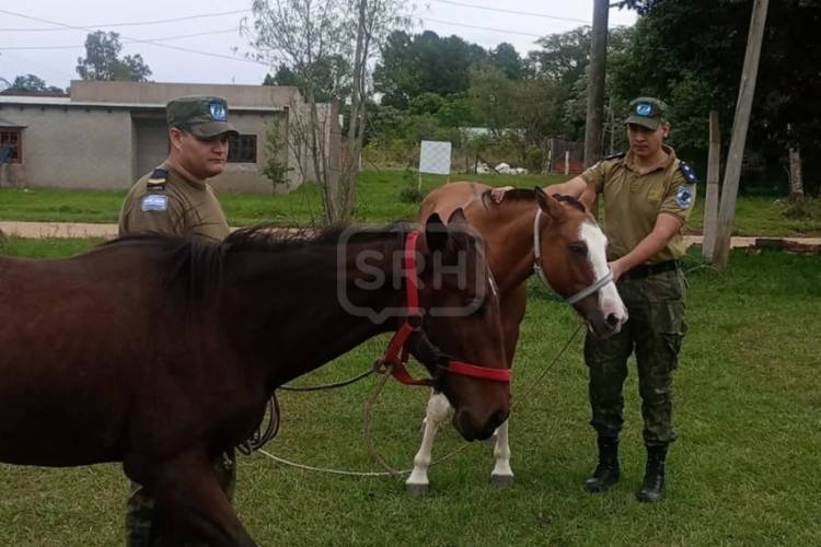 ITUZAINGÓ | SECUESTRAN ANIMALES SUELTOS EN ITUZAINGÓ Y PIDEN CONCIENCIA