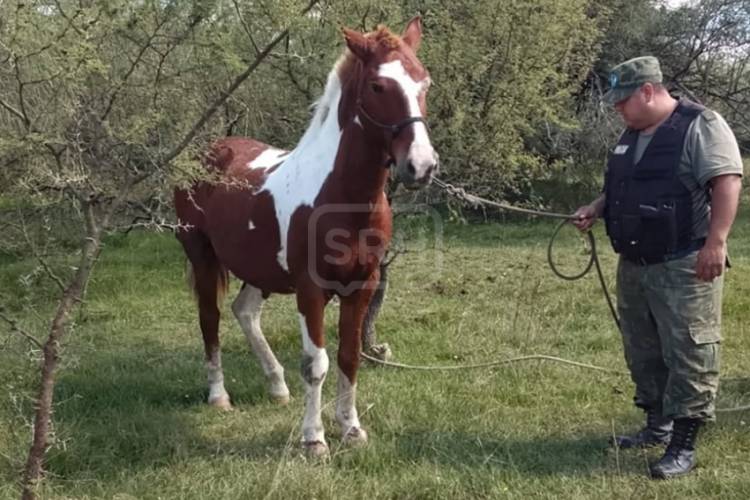 CURUZU CUATIA | RESCATAN A UN CABALLO ATADO CON CADENAS Y ABREN CAUSA POR MALTRATO ANIMAL