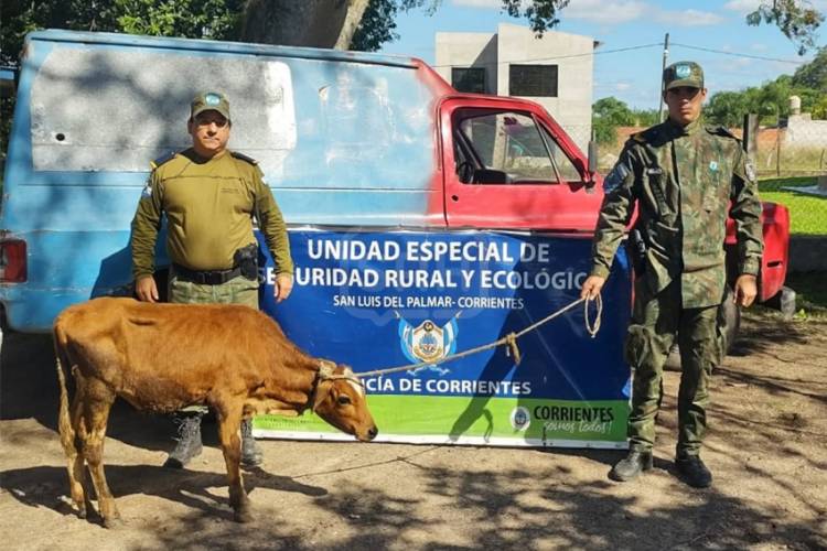 SAN LUIS DEL PALMAR | LO PARARON EN UN CONTROL Y LLEVABA UN TERNERO SIN PAPELES