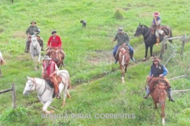 ITUZAINGO | RECUPERAN 11 ANIMALES ROBADOS TRAS OPERATIVO RURAL