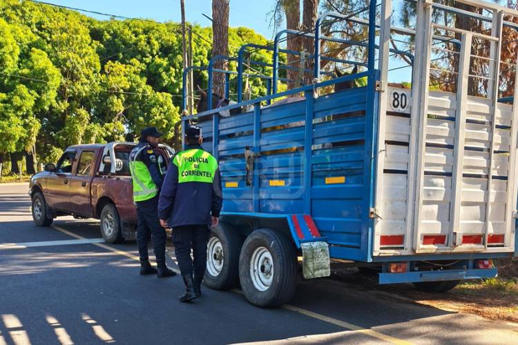 CORRIENTES | SECUESTRAN CAMIONETA CON CABALLOS SIN DOCUMENTACIÓN