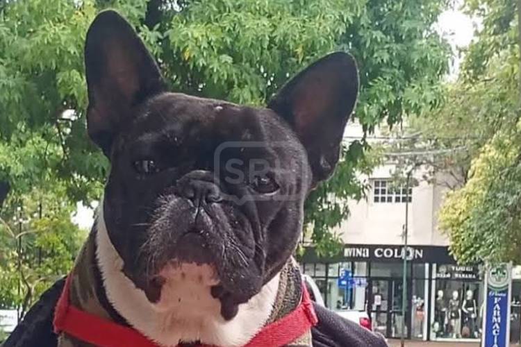 SAN ROQUE | RESCATE DE "REICHI": LA POLICÍA ACLARÓ EL CASO QUE SE HIZO VIRAL