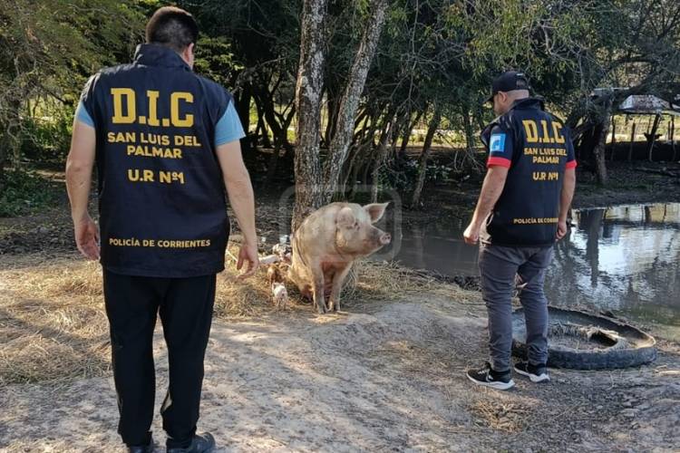 SAN LUIS DEL PALMAR | RECUPERAN 19 CERDOS ROBADOS Y LOS DEVUELVEN A SU DUEÑO