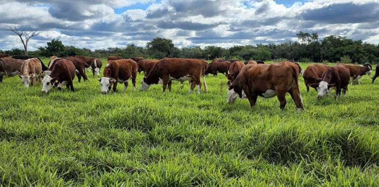 Rodeo vacuna en El Molino.