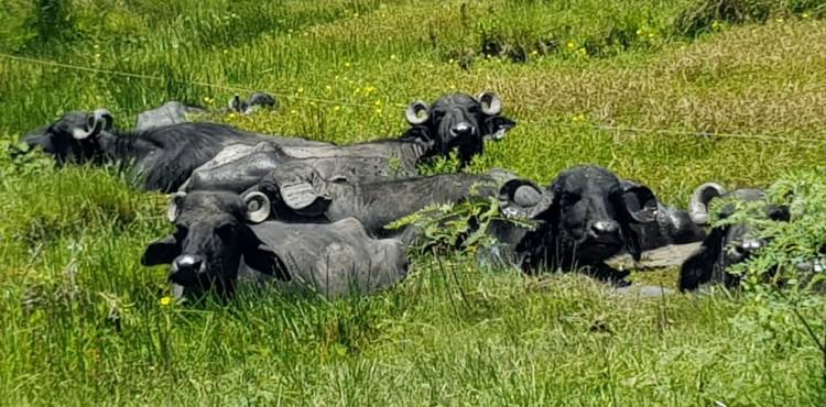 Búfalos en San Roque.