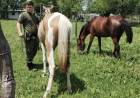 ENHORABUENA | SECUESTRARON DOS CABALLOS SUELTOS QUE DEAMBULABAN POR LA CIUDAD