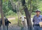 ISLA DEL CERRITO: RECUPERAN GANADO ROBADO TRAS RÁPIDO OPERATIVO RURAL