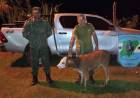 SANTO TOME | DESCUBREN UN TERNERO MANIATADO VIAJANDO EN UNA CAMIONETA