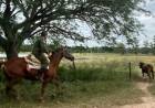 RECUPERAN TORO MILLONARIO EN ZONA RURAL DE BELLA VISTA
