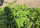 ALLANAMIENTO POR ROBO TERMINÓ CON EL SECUESTRO DE MARIHUANA EN ITATÍ