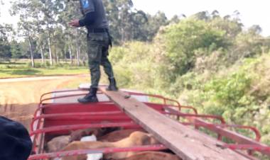 VIRASORO: FRENAN UNA CARGA DE VACAS “FLOJITA DE PAPELES”