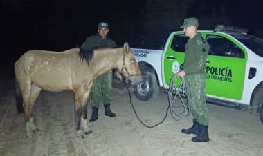 LA POLICÍA RURAL RECUPERÓ DOS CABALLOS ROBADOS