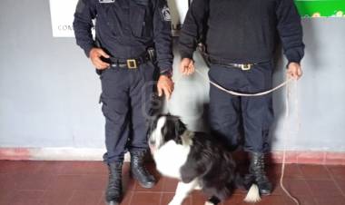 LOMAS DE GONZALEZ | BUSCÓ A SU PERRO DURANTE TRES MESES Y LA HISTORIA TUVO FINAL FELIZ